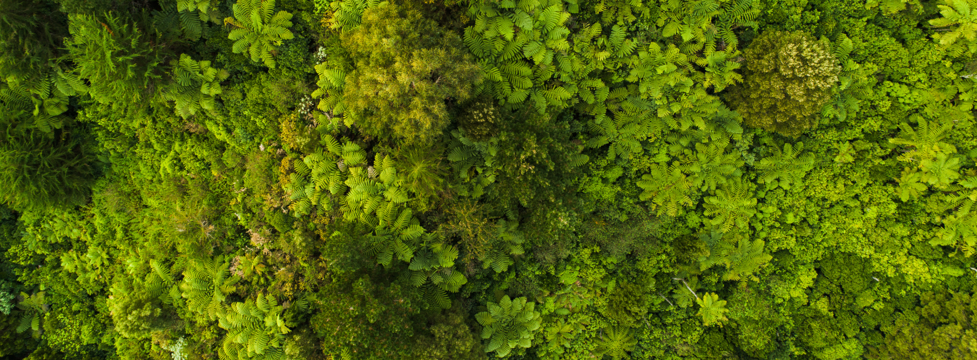 Canva hållbarhet.png